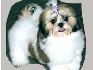 SHIH-TZU